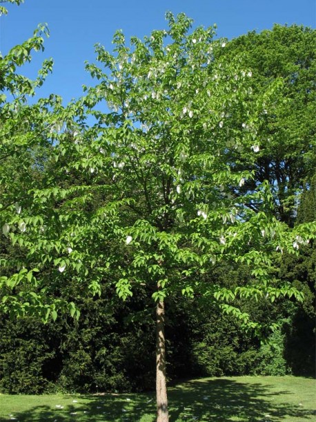 Image of Davidia involucrata specimen.