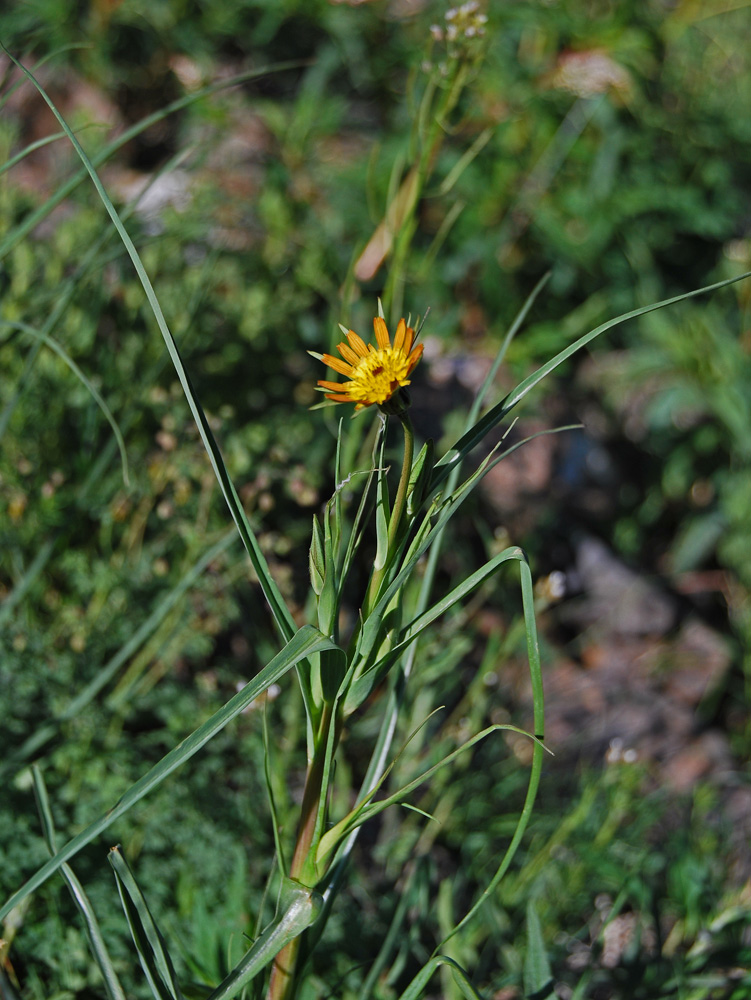 Image of Tragopogon songoricus specimen.