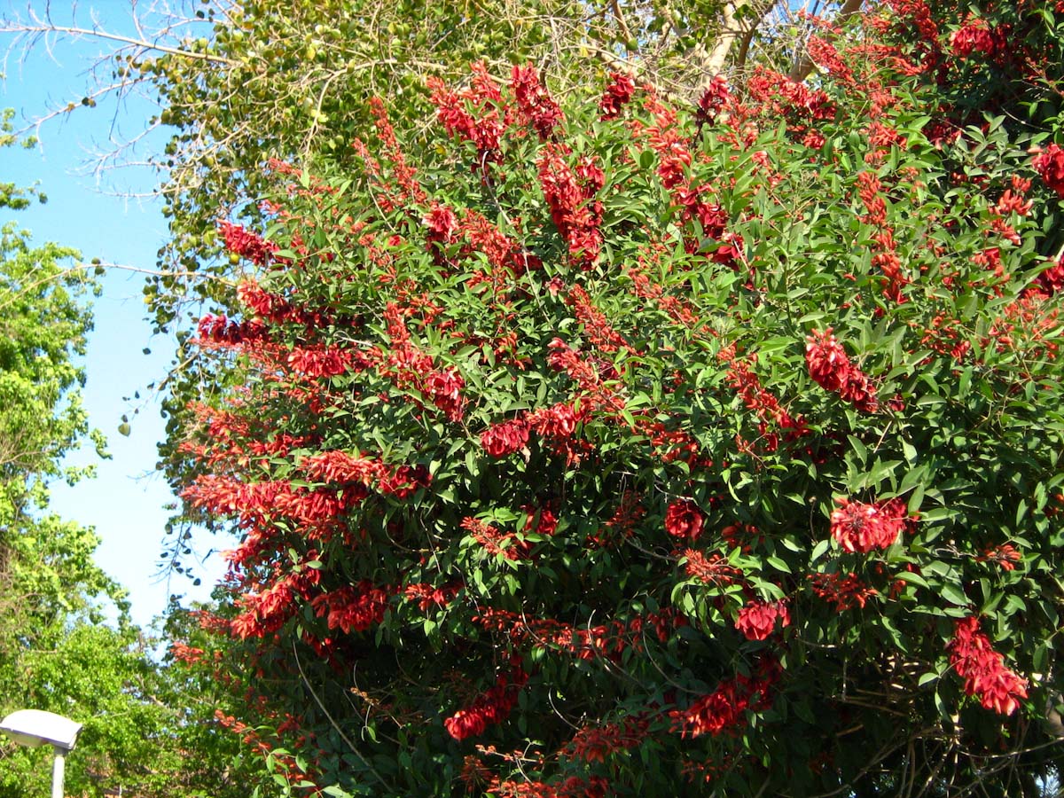 Image of Erythrina crista-galli specimen.