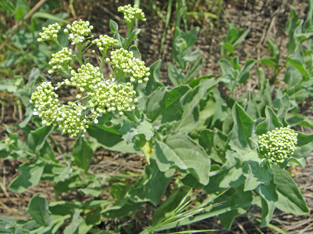 Image of Cardaria draba specimen.