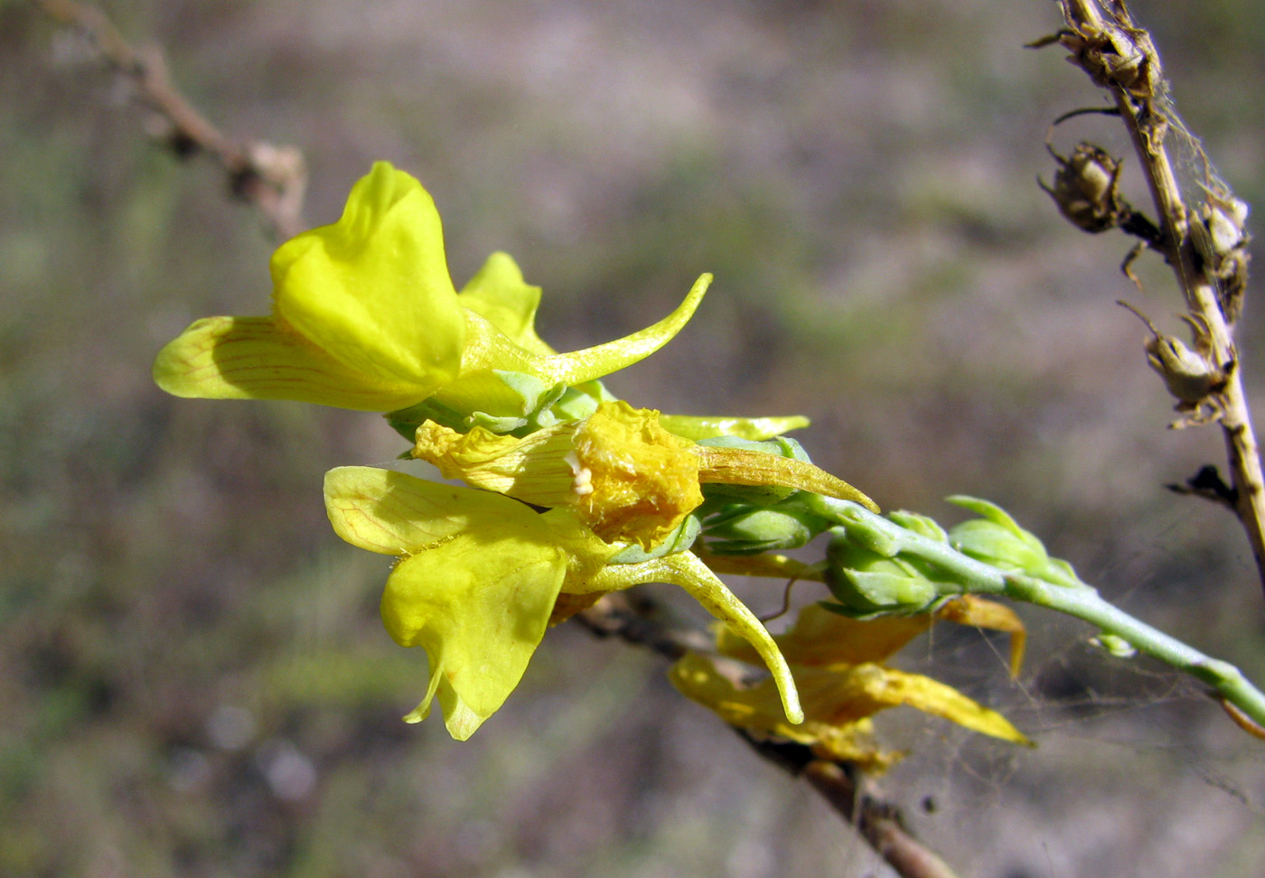 Image of Linaria genistifolia specimen.