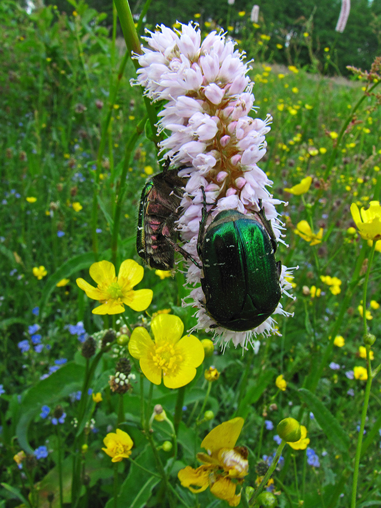 Image of Bistorta officinalis specimen.