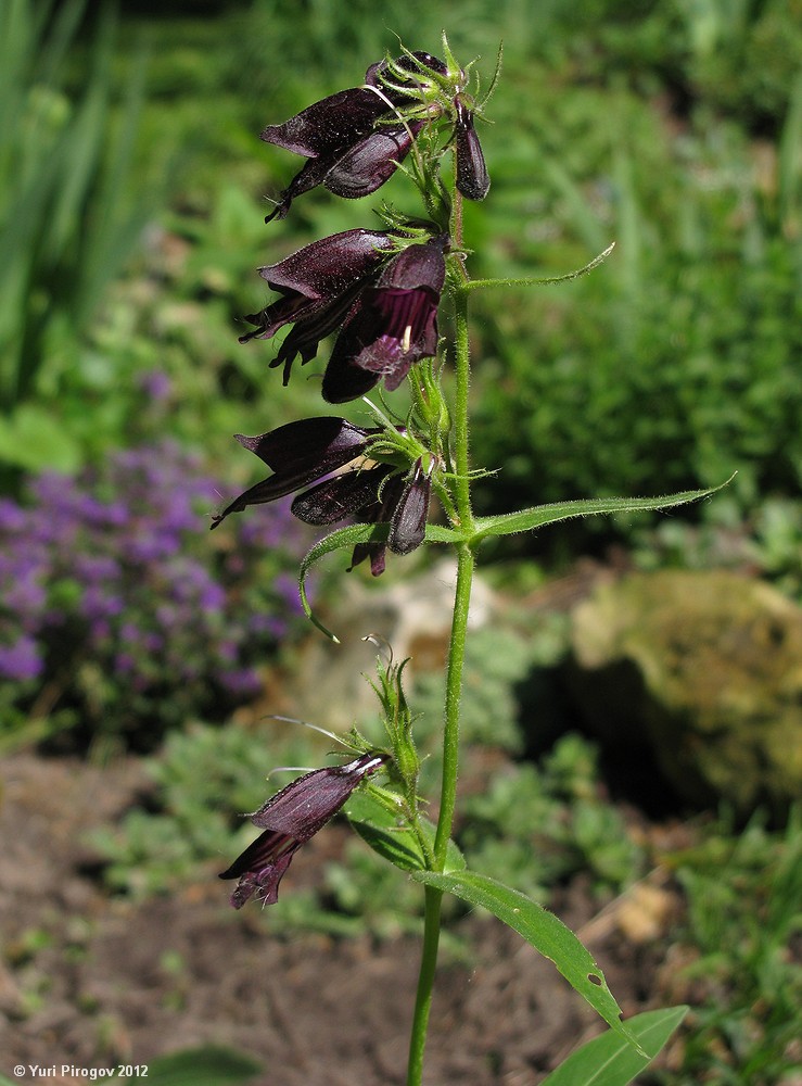 Image of Penstemon whippleanus specimen.