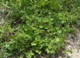 Geranium pusillum