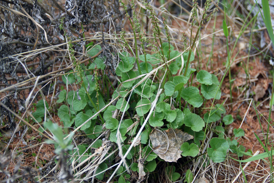 Image of Oxyria digyna specimen.