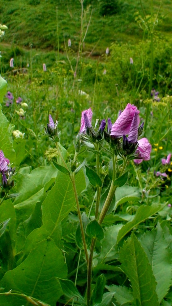 Изображение особи Linum hypericifolium.