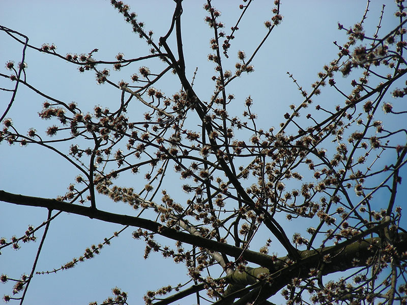 Image of Acer saccharinum specimen.