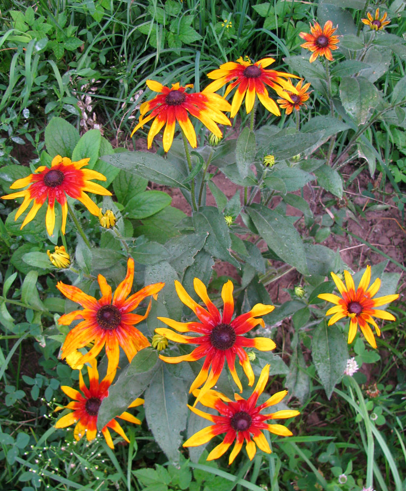 Image of Rudbeckia hirta specimen.