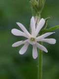 Silene noctiflora