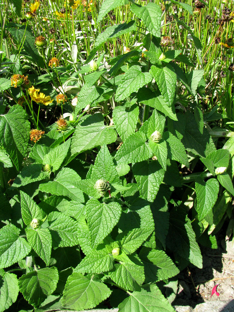 Image of Salvia coccinea specimen.