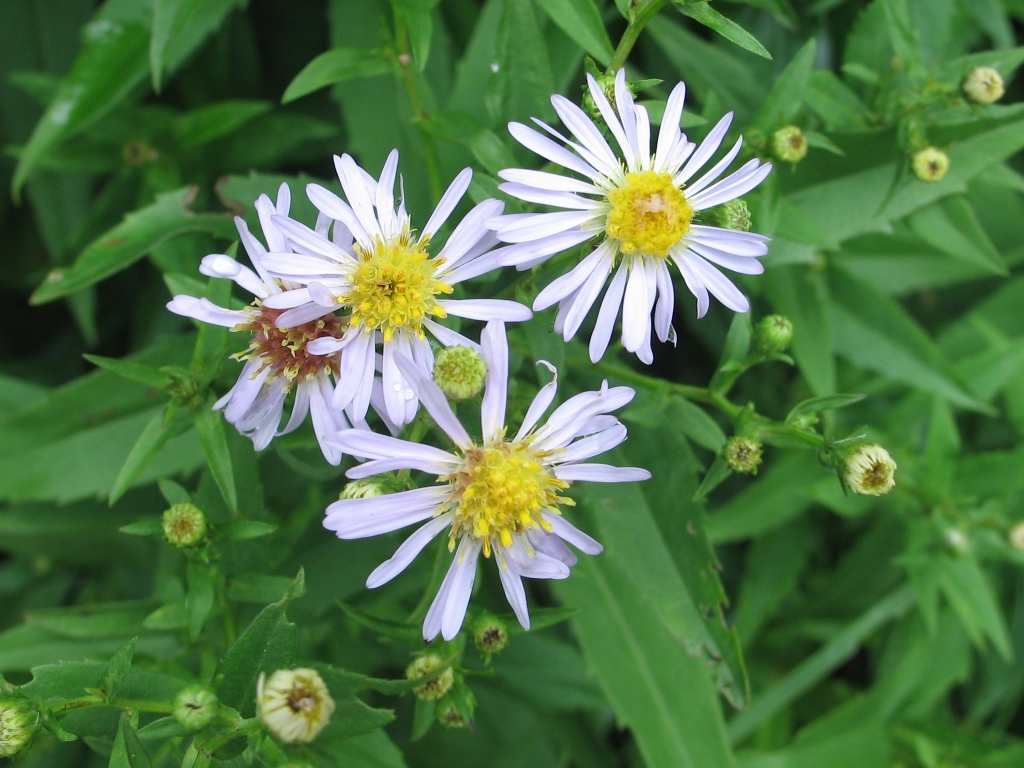 Изображение особи Aster ageratoides.