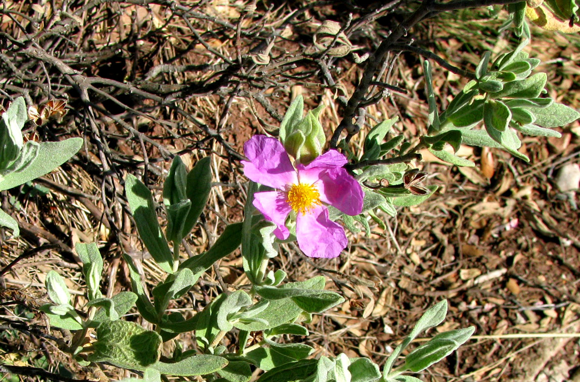 Image of Cistus albidus specimen.