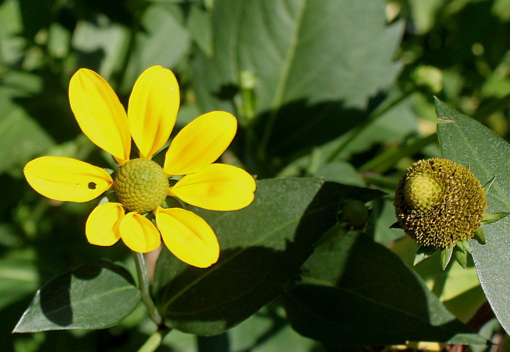 Image of Rudbeckia laciniata specimen.