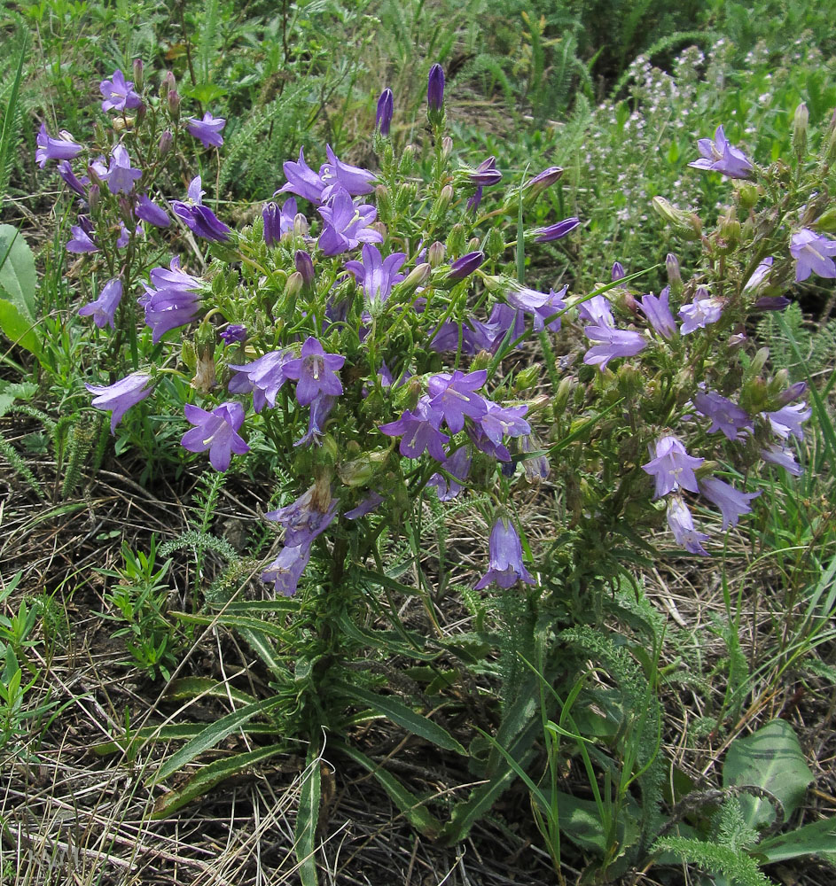 Изображение особи Campanula sibirica.