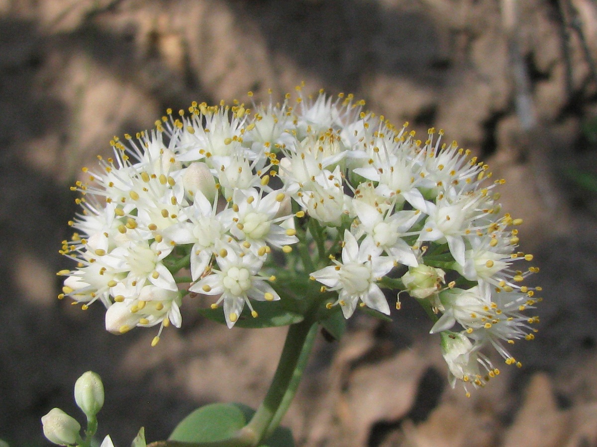 Изображение особи Hylotelephium stepposum.