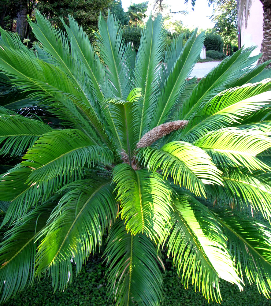 Изображение особи Cycas revoluta.