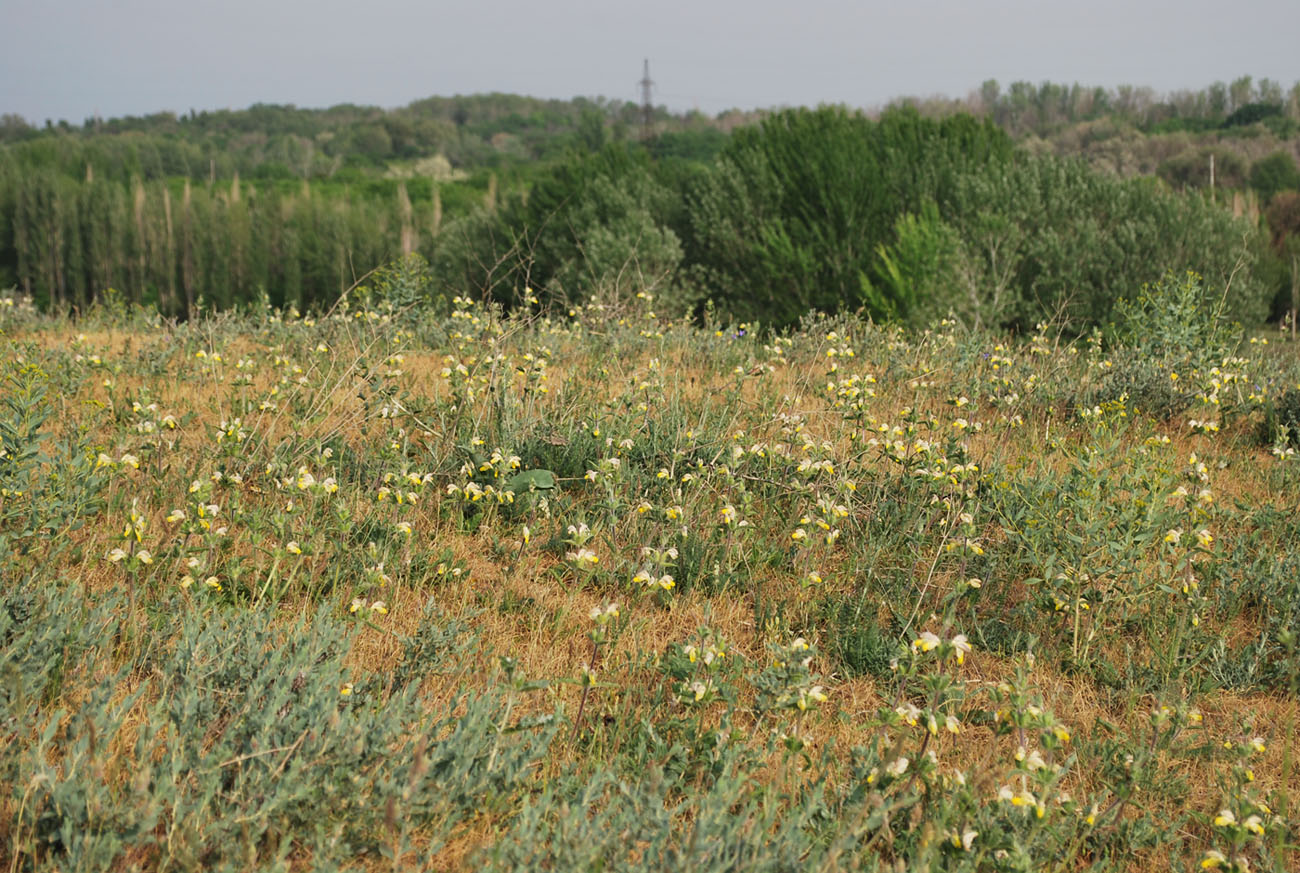 Image of Phlomoides labiosa specimen.