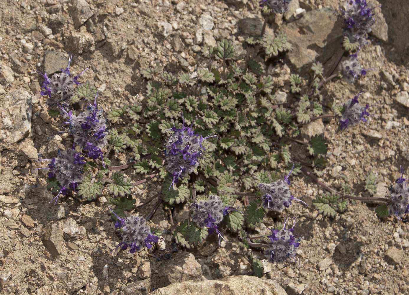 Image of Dracocephalum stamineum specimen.