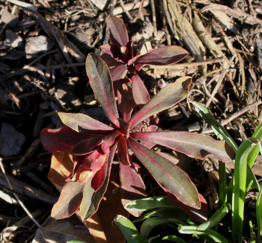 Image of Euphorbia lingulata specimen.