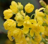 Mahonia aquifolium