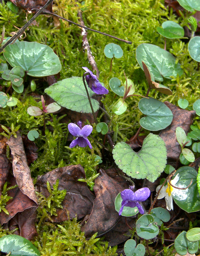 Image of Viola alba var. violacea specimen.