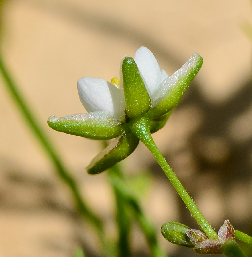 Image of Spergula fallax specimen.