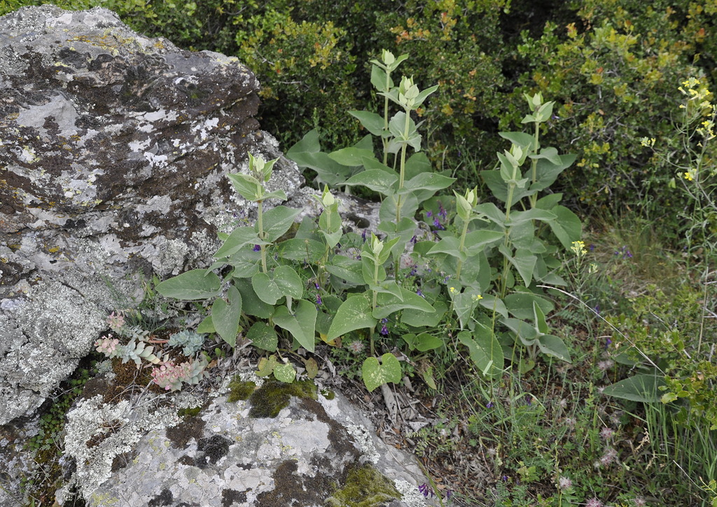 Image of Phlomis samia specimen.