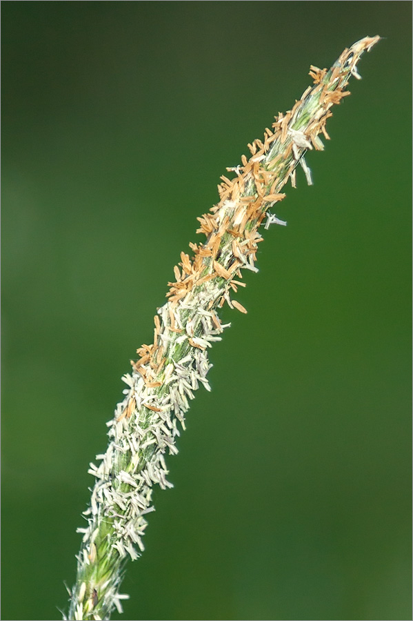 Image of Alopecurus aequalis specimen.