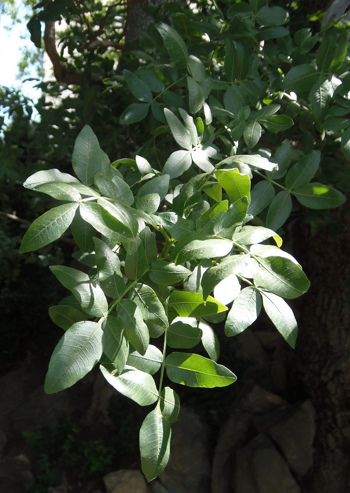 Image of Pistacia mutica specimen.