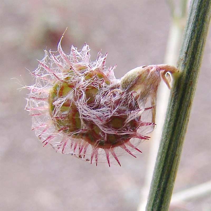 Image of Onobrychis hohenackeriana specimen.