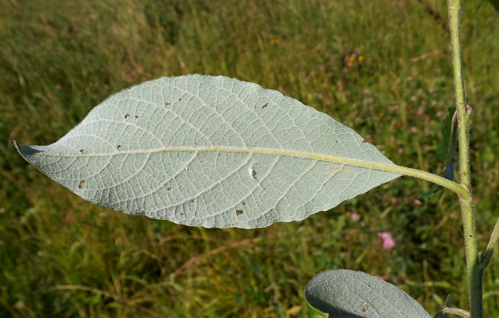 Image of Salix caprea specimen.