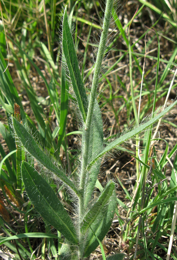 Image of genus Pilosella specimen.