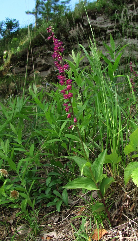 Изображение особи Epipactis atrorubens.