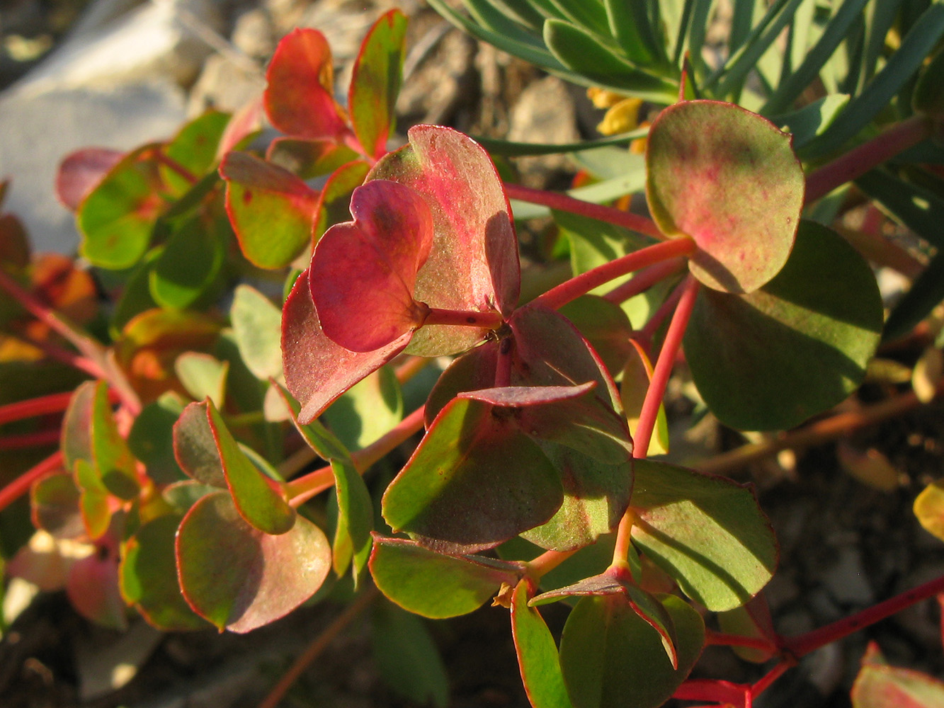 Image of Euphorbia petrophila specimen.