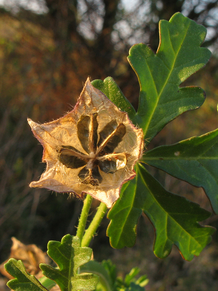 Image of Hibiscus trionum specimen.