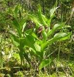 Cypripedium calceolus