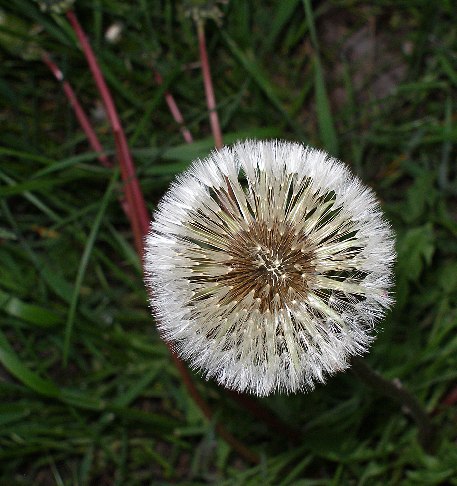 Image of Taraxacum officinale specimen.