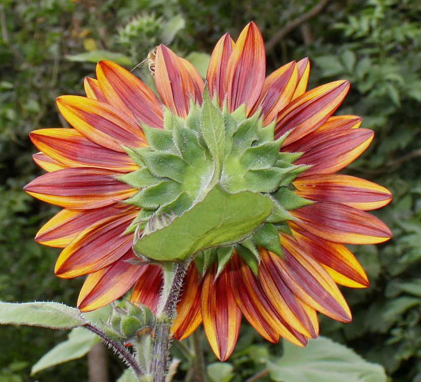 Image of Helianthus annuus specimen.