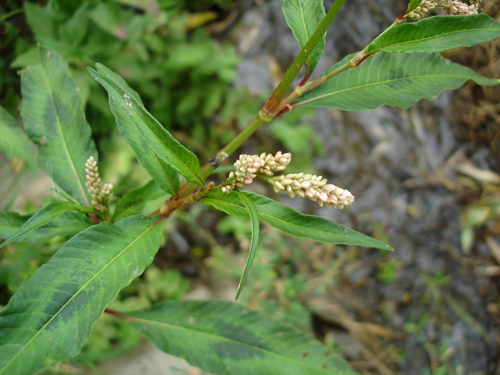 Image of Persicaria lapathifolia specimen.