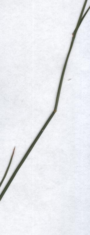 Image of Poa compressa specimen.