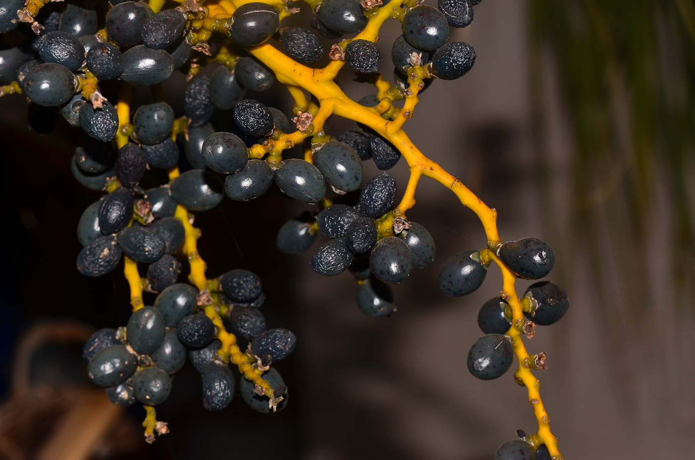 Изображение особи семейство Arecaceae.