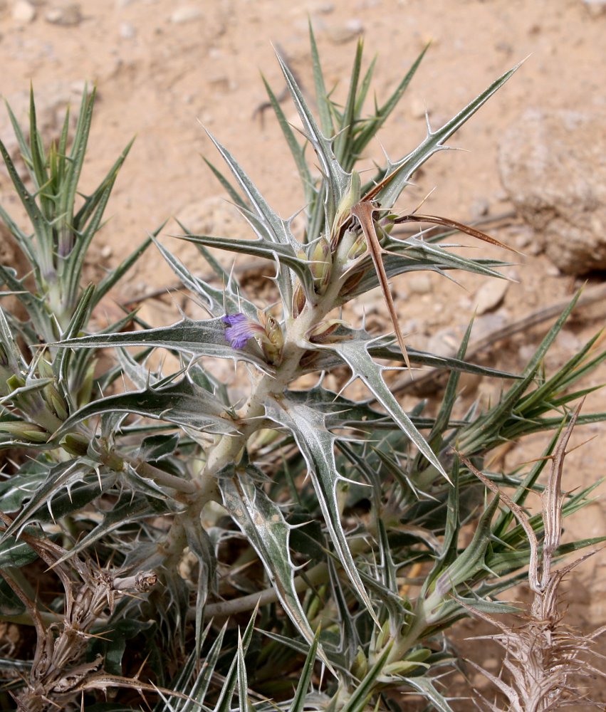 Image of Blepharis attenuata specimen.