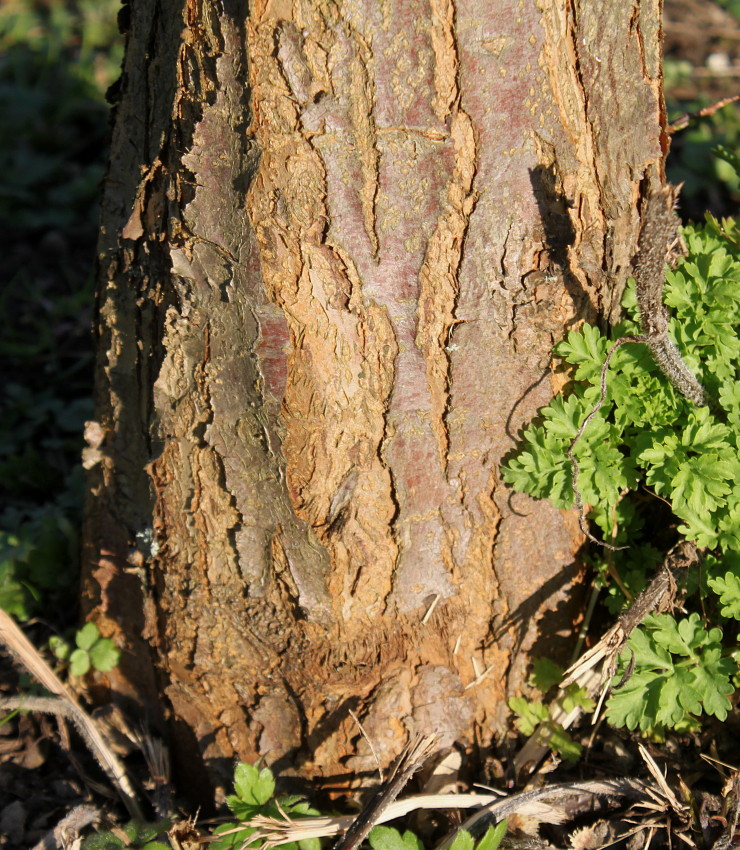 Image of Malus toringo specimen.