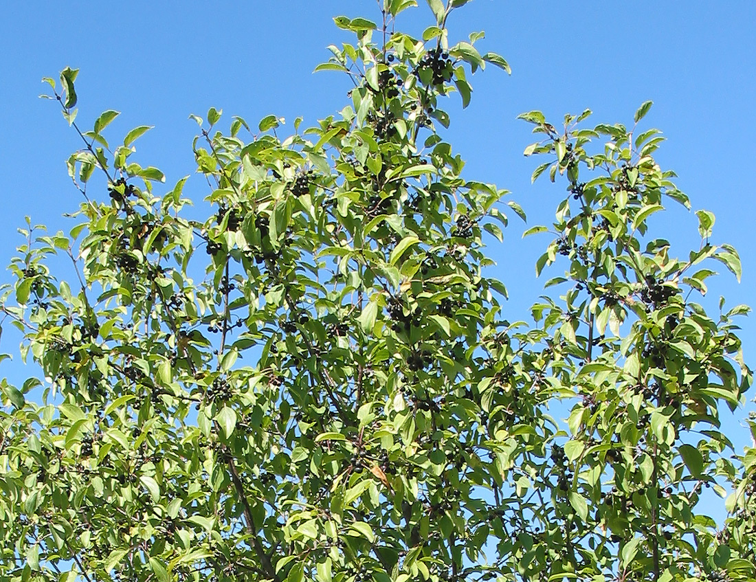 Image of Rhamnus cathartica specimen.