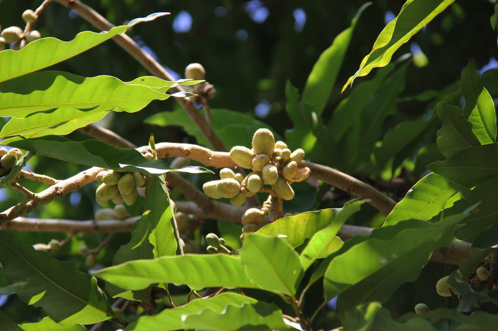 Image of familia Annonaceae specimen.