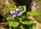 род Viola. Цветущее растение. Краснодарский край, Апшеронский р-н, окр. пос. Мезмай, гора Зауда. 30.04.2014.