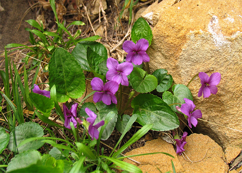 Изображение особи Viola somchetica.