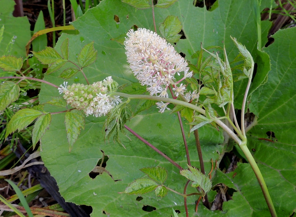 Image of Actaea erythrocarpa specimen.