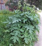 genus Heracleum. Цветущее растение. Мурманск, район Жилстроя, обочина дороги. 23.07.2014.