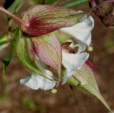 Leycesteria formosa. Верхушка побега с соцветием. Германия, г. Дюссельдорф, Ботанический сад университета. 03.06.2014.